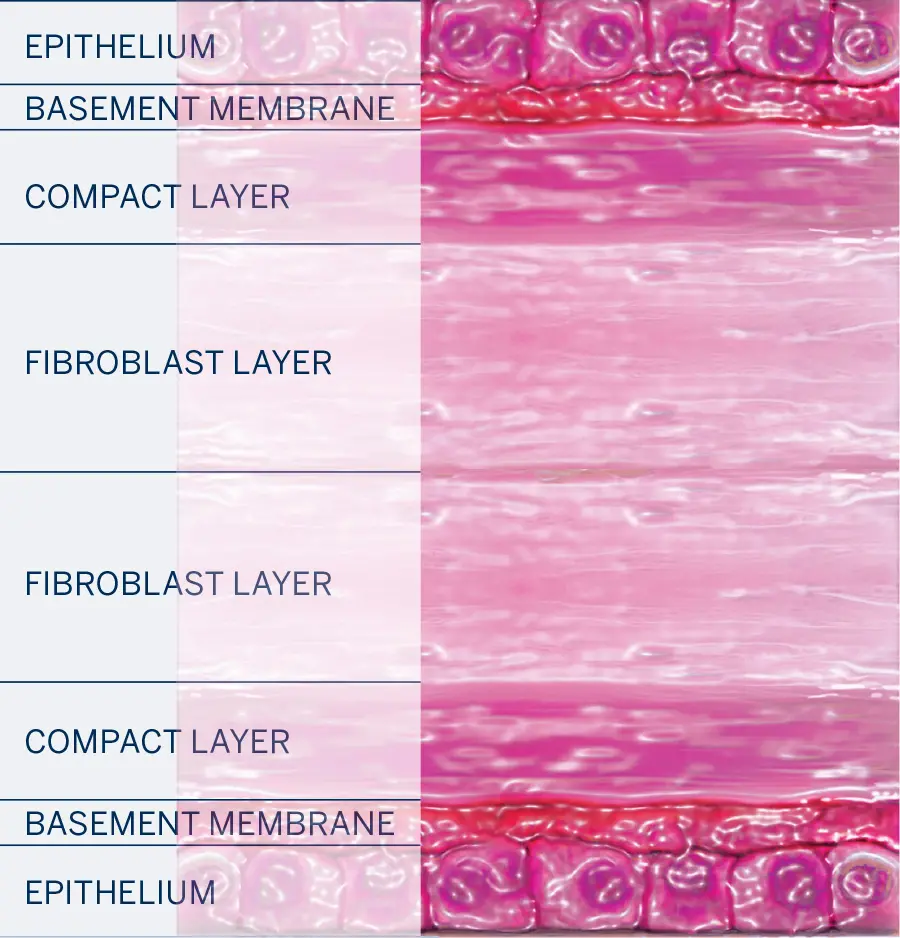 CYGNUS Dual Dehydrated Amnion
