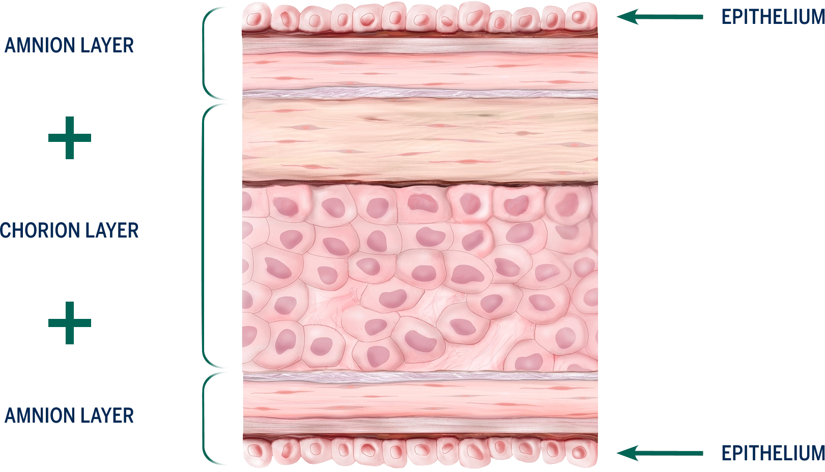 Epithelial layers